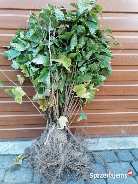 Sprzedam sadzonki porzeczki czarnej lubelskie