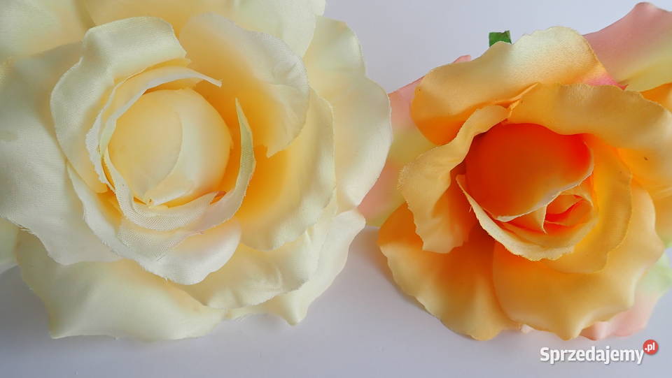 Róże rozwinięte różne kolory 1 śred 13 F004 Siewierz