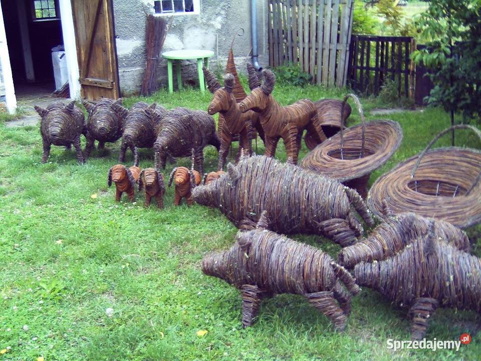 Dzik duży Radzowice