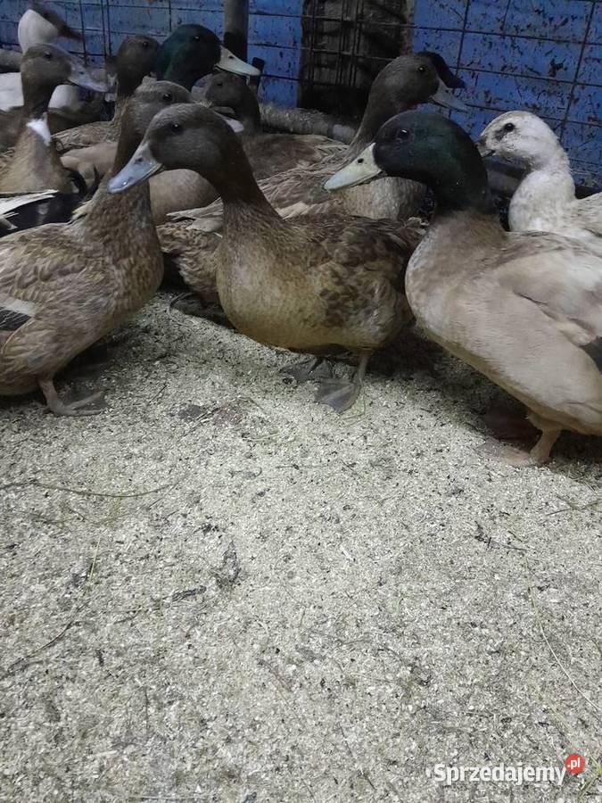 Jaja lęgowe kacze khaki campbell I welsh Zakopane sprzedam