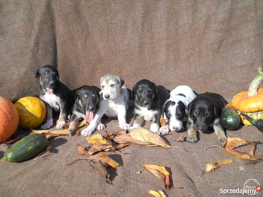 Chart polski szczenięta z rodowodem FCI Wągrowiec sprzedam