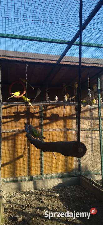 Księżniczka Wspaniała Walii Kłobuck sprzedam