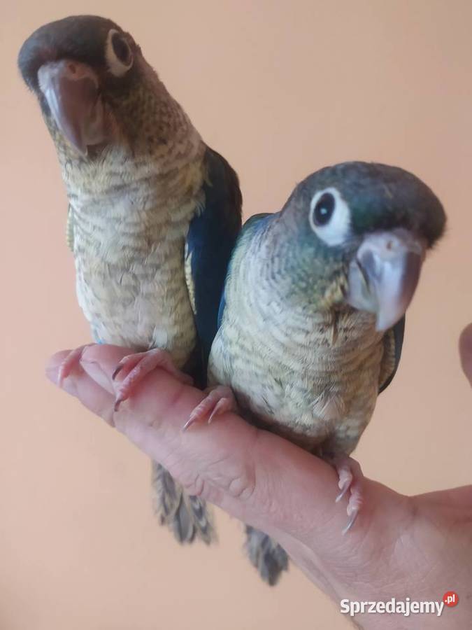 Papugi rudosterki ręcznie karmione śląskie sprzedam