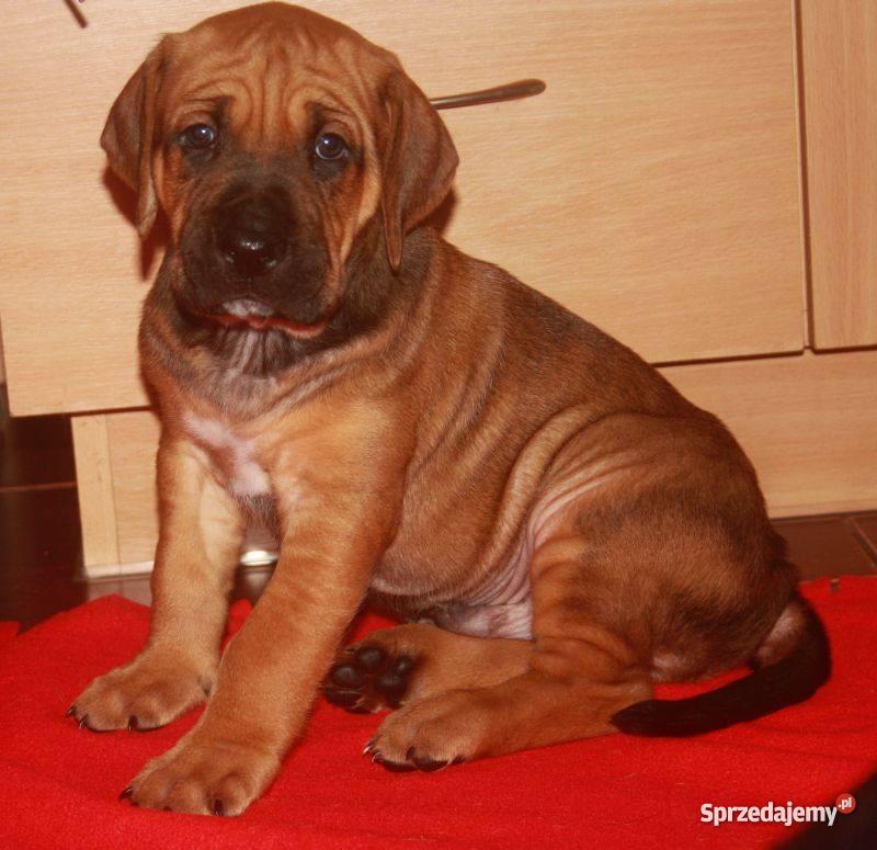 szczenięta Tosa Inu Ełk