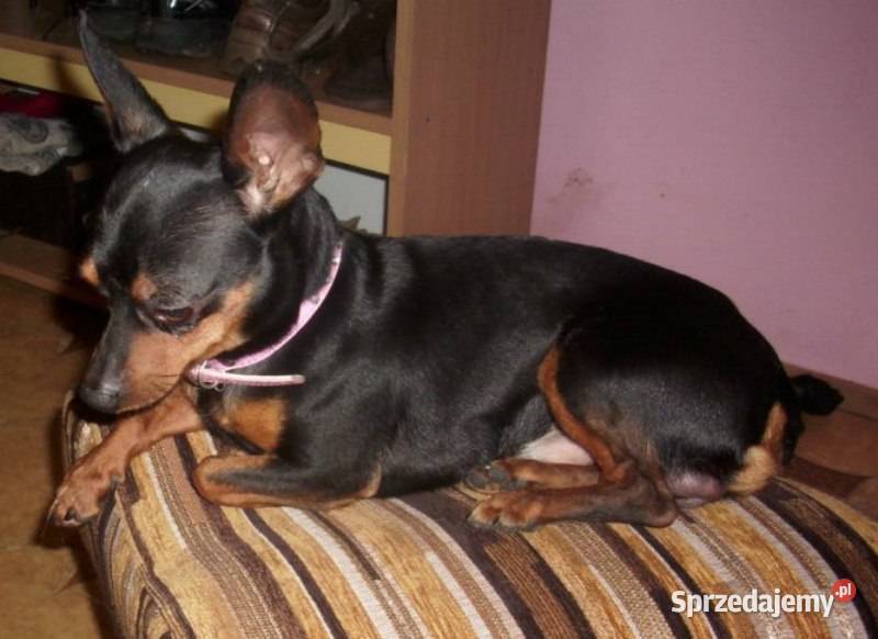 Pinczer miniatura pieski i suczki Radomsko