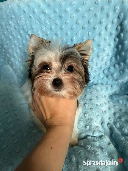 York biewer Samiec Gdynia