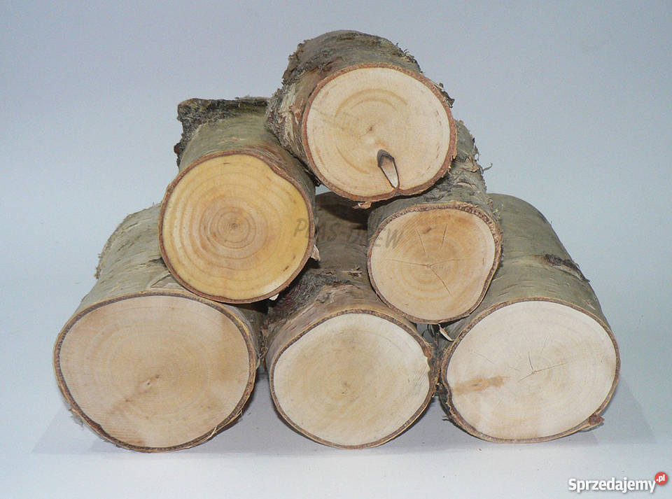 Pieńki dekoracyjne brzozowe wysokość 15 Wrocław