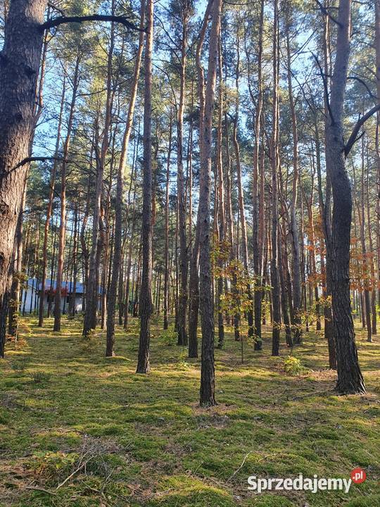 Działka leśna 5600m 90 Warszawy 5600m2 Kostrzyn sprzedam