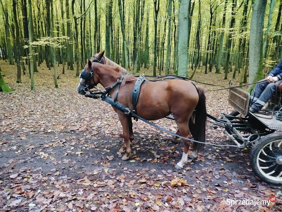 Sprzedam klacz Konie Rogoźno