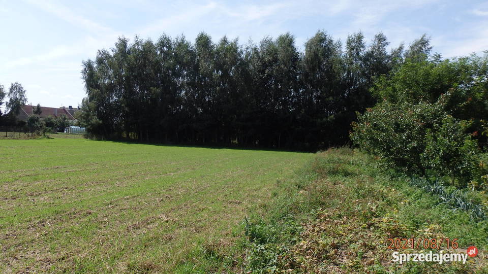 Sprzedam działkę budowlano inwestycyjna utwardzona Głogówko Królewskie