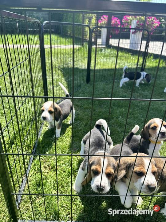 Beagle piesek hodowla rodowód chip wyprawka mazowieckie Radom