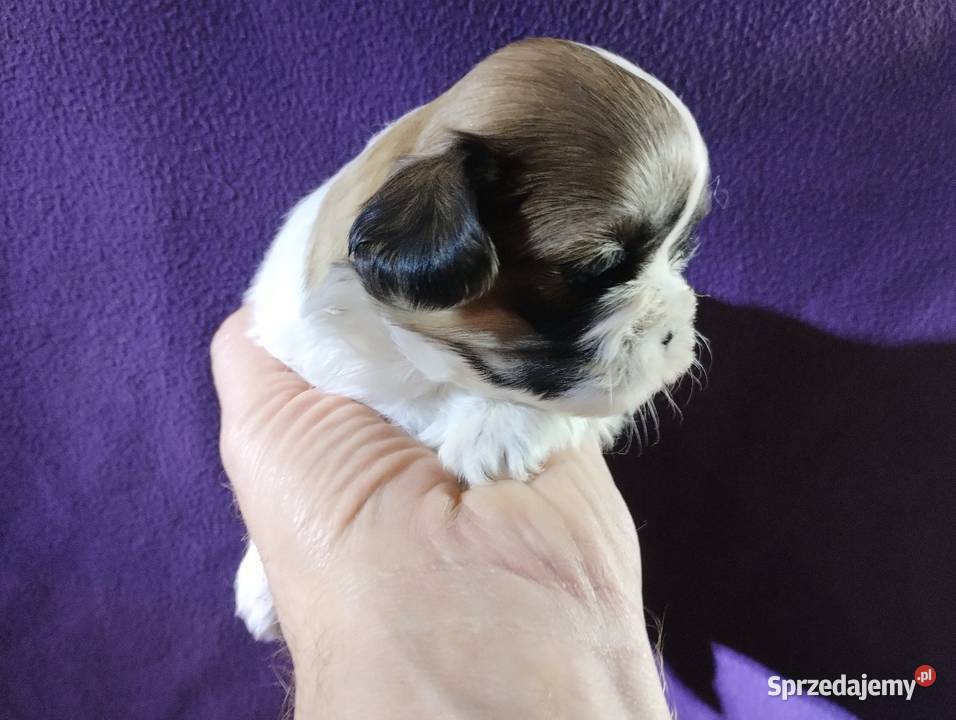 Shih TZU Shitzu Shih Tzu Zwierzęta