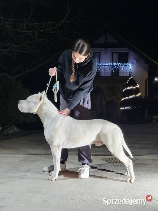 Szczeniaki Dog Argentyński ZKwP FCI Rezerwacja Gończyce