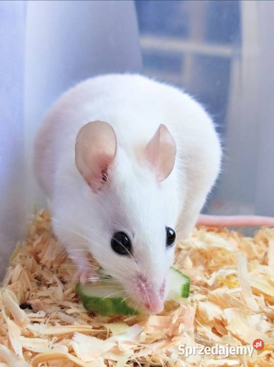 Mastomys mastomysz mysz Gryzonie Warszawa
