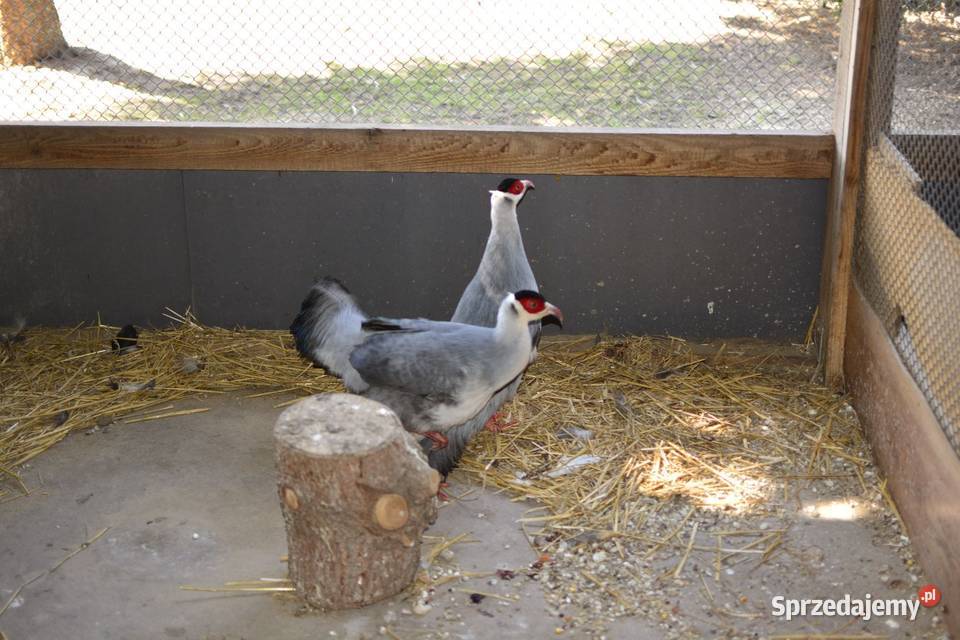 Uszaki mutacja biało siwe Ptaki Rzeszów