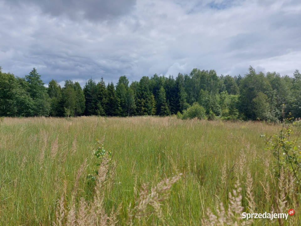 Działka 282 ha na sprzedaż Wiluki