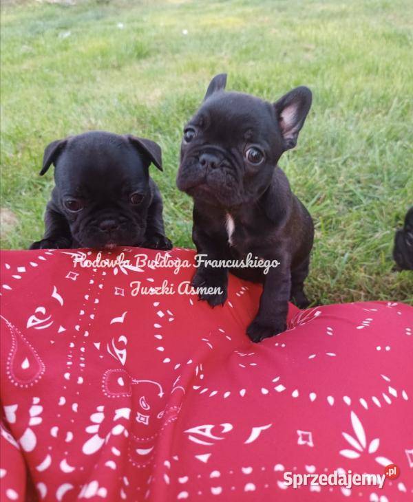 Szczenięta Buldoga Francuskiego Zwierzęta Warlubie