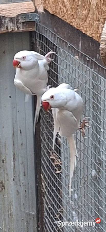 Aleksandretty Obrożne Ptaki podkarpackie Łańcut