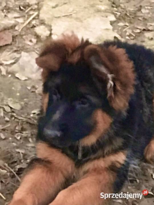 Owczarek niemiecki długowłosy potężne szczeniaki Klimontów