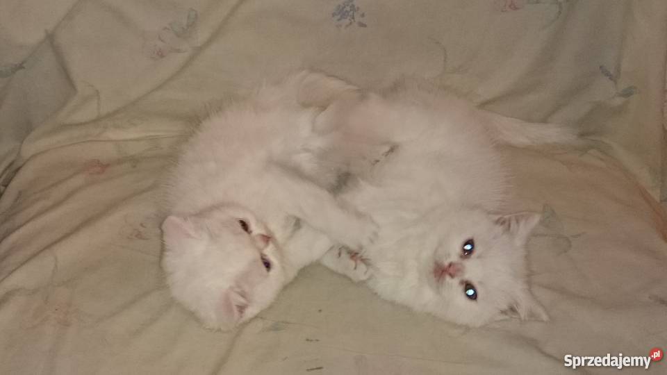 kocieta perskie biale Piaseczno
