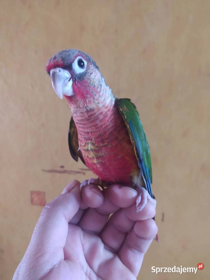 Papugi Rudosterki Ręcznie karmione śląskie Tychy
