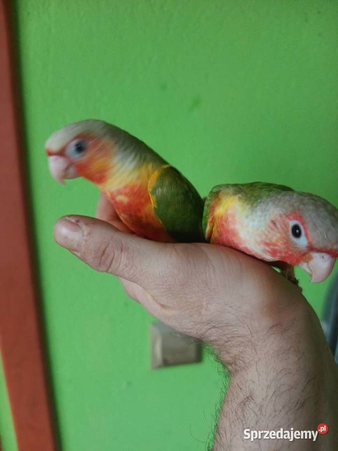 Papugi rudosterki ręcznie karmione Tychy