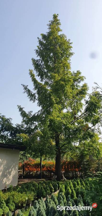 Metasekwoja chińska Duże drzewa drzewo obwód sprzedam