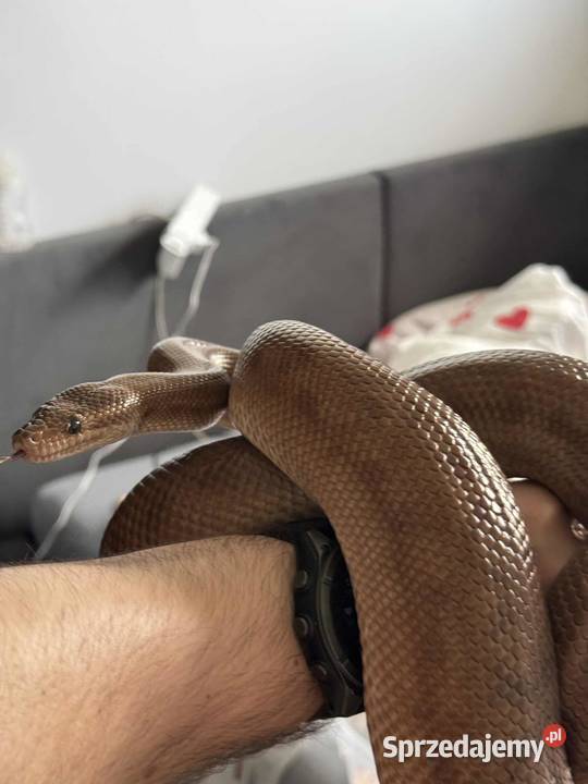 Boa tęczowy samica dorosła wąż lubelskie Międzyrzec Podlaski