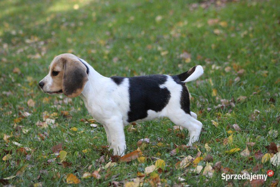 Beagle Panny do wzięcia ZKwPFCI Champione Polski śląskie