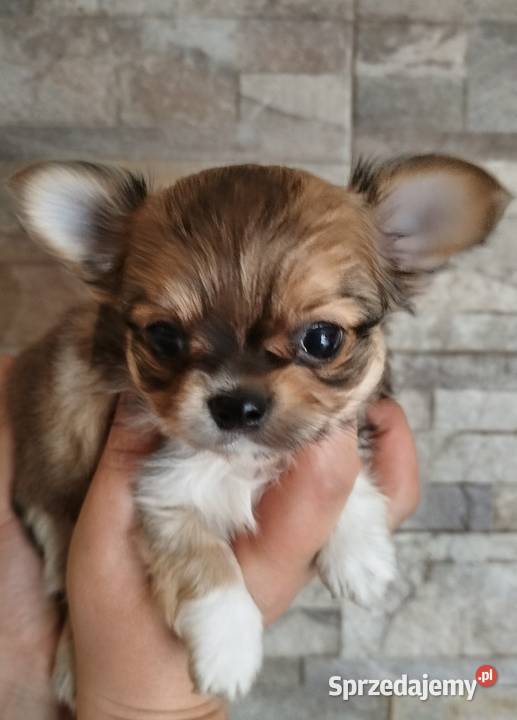 Chihuahua maleńki piesek długowłosy Konin