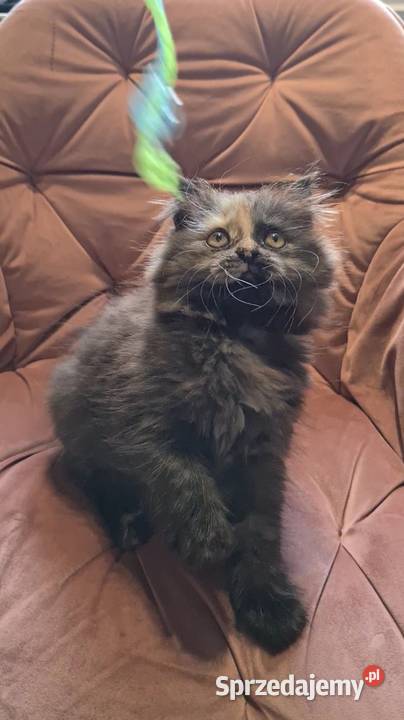 Maine Coon kotka świętokrzyskie Polesie Mikułowskie