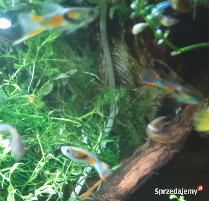 Młode gupiki samce samczyki 23 pomarańczowe Z Ryby Gorzów Wielkopolski sprzedam
