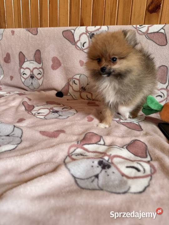 Szpic miniaturowy gotowy na zmianę domku