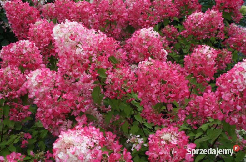 Hortensja bukietowa piękne kwiaty latem śląskie Knurów