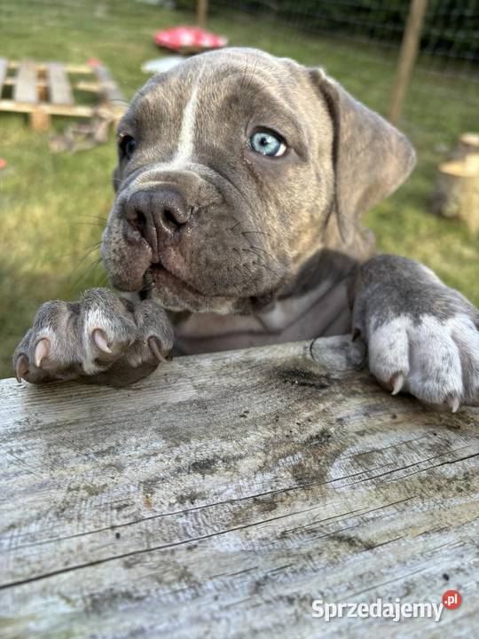 American bully xl suczki ABKC Starogard Gdański sprzedam