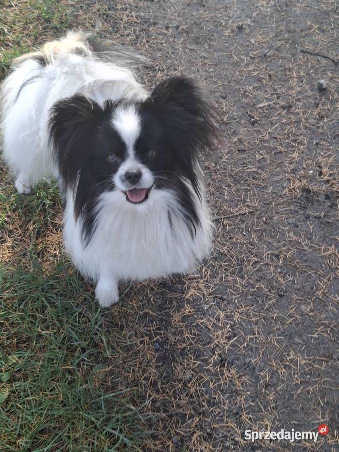 Spaniel kontynentalnyPapilon