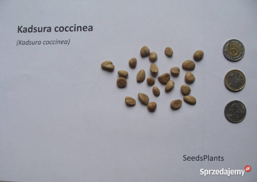 KADSURA COCCINEA Kadsura coccinea NASIONA 50