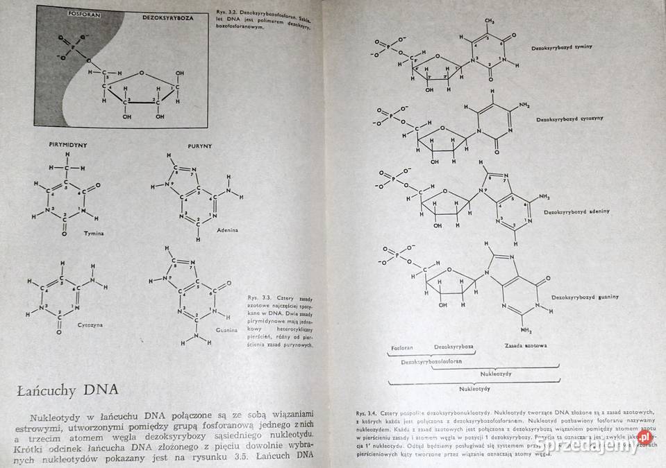 Mechanizmy dziedziczenia Franklin W Stahl Chełm sprzedam