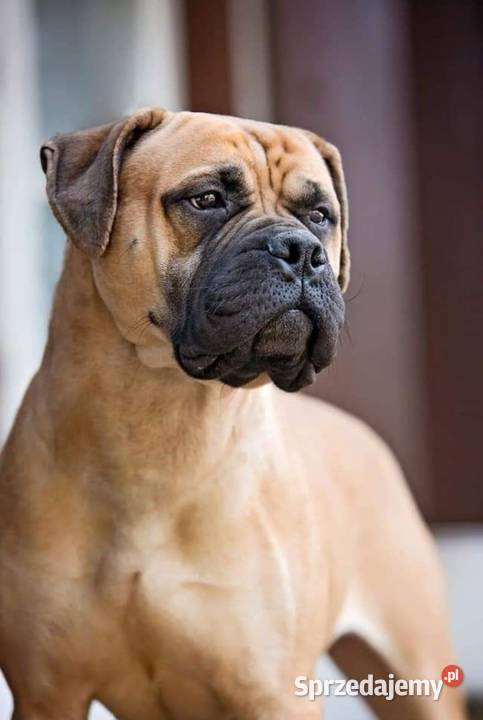 Bullmastiff zapiwiedź miotu lubelskie Lublin sprzedam
