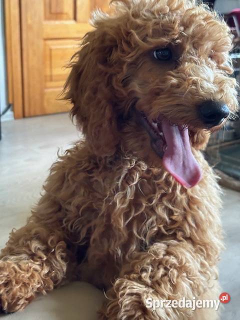 Samiec labradoodle mini f2 apricot Gryfice sprzedam