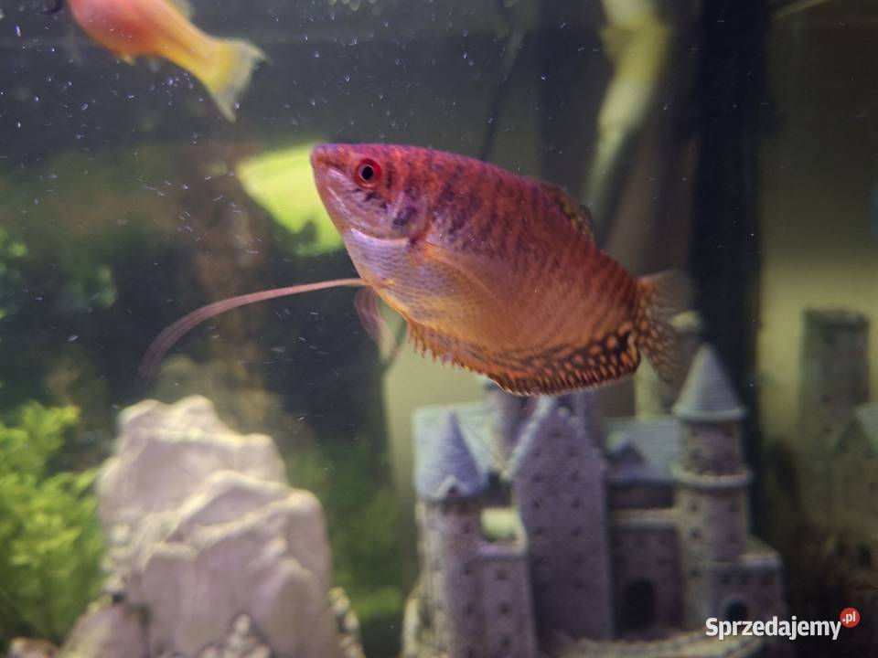 Sprzedam akwarium Pozostałe Nowy Targ