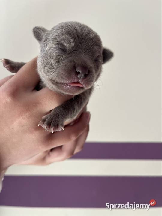 Chihuahua szczeniaki Piasek