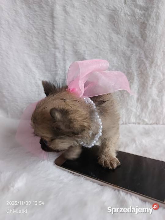 Chihuahua dziewczynka suczka XS dlugowlosa Inowrocław