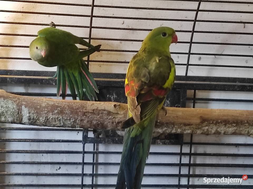 Papuga górska samiec Rębków