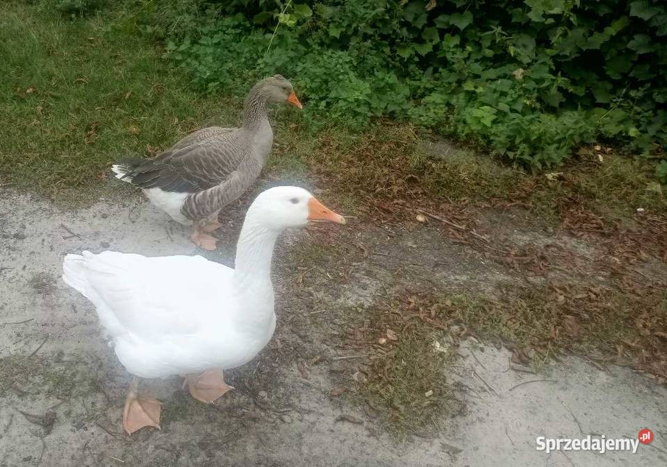 Sprzedam gęsi na naturalnej paszy Kutno sprzedam