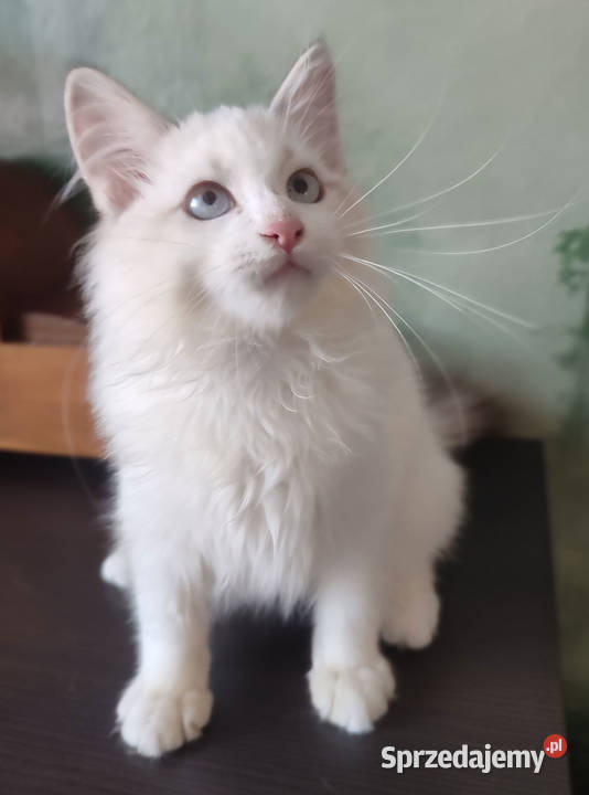 Wally Dumka cudowny kocurek neva masquerade Warszawa