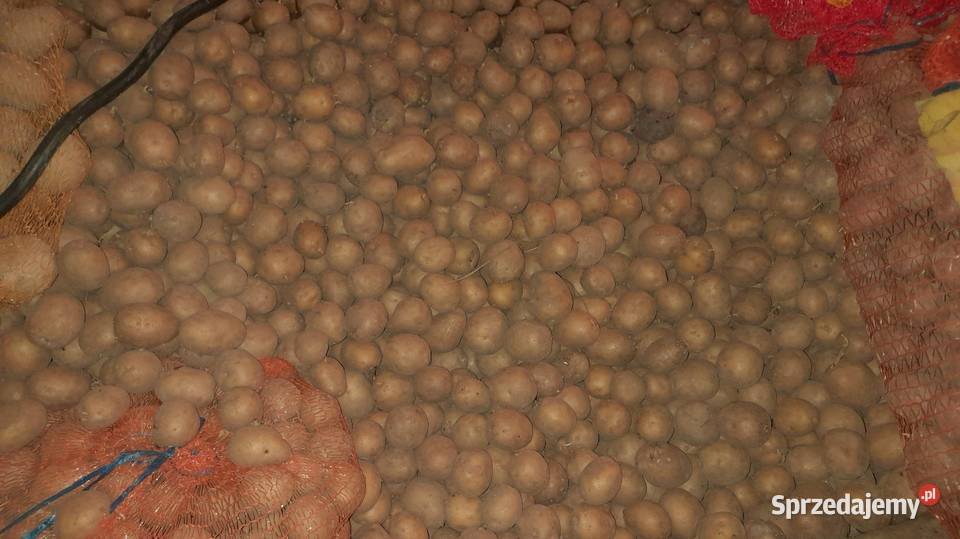 Sprzedam ziemniaki jadalne sadzeniaki paszowe nieuszkodzony Cmolas sprzedam