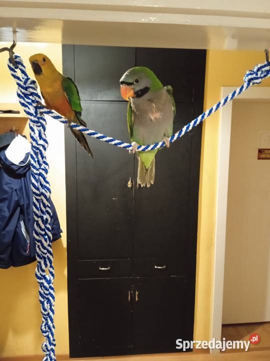 Papuga ręcznie karmiona Aleksandretta Chińska Żernica