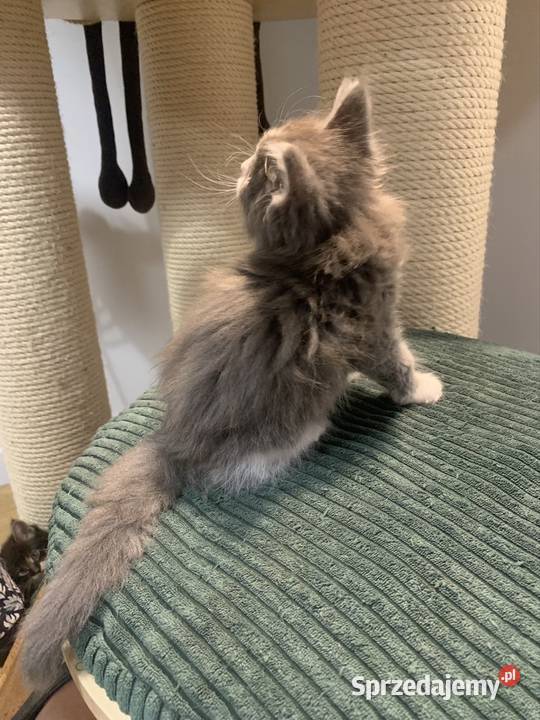 Maine Coon Srebny z białym klasycznie pręgowany sprzedam
