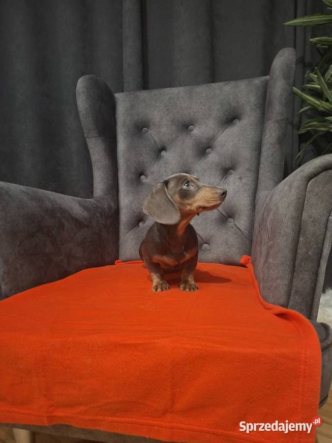 Jamnik niebieski sprzedam